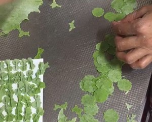 色とりどりの果物野菜のバタフライの範囲に餌をやる練習措置を補完するダーリン11