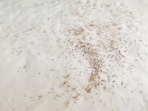  家族の日常生活のフラップジャック7 