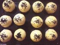 Yoke is crisp (ancient early taste) practice measure 16
