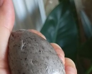 Spring filling calcium? Darling complementary the practice measure of the steamed bread of black sesame seed that eat 5