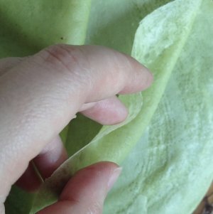 LADY M wipes tea 1000 but beautiful cake / the practice measure of 1000 cake Green Tea Mille Crepes 9