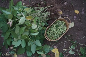The practice measure of the barbecue gust young soya bean that bake 1