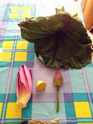 The practice measure of lotus leaf meal 1