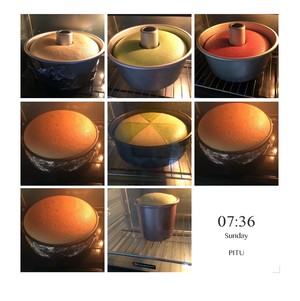 The practice measure of the growing record of 8 inches of Qi Feng 16