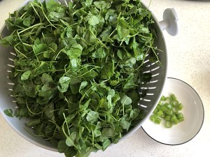 The practice measure that line any of several hot spice plants fries careless head 2
