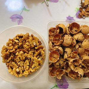 The practice measure with the crisp walnut that does easily simply 1