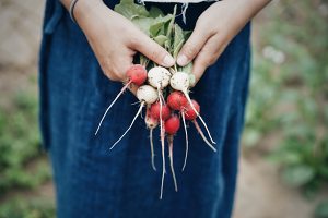 The practice measure of small cake of leaf of turnip of & of turnip of the cherry that bake 1