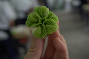 Water moves dough---Chinese cabbage dumpling (add video) practice measure 14