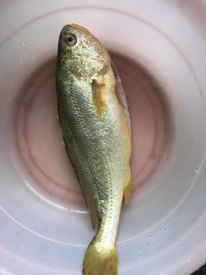 The practice measure of steamed yellow croaker 1