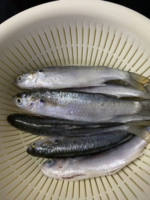 Alone the practice step that the door achieves fish of white Xian of garlic sweet decoct oneself 1