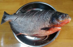 The practice measure of fish of white storehouse of smoked plum evaporate 1