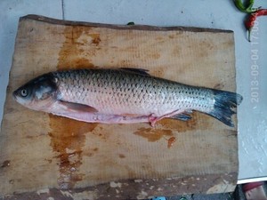 The practice measure of pine nut fish 1
