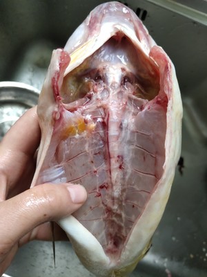 The practice measure of beer braid fish 4