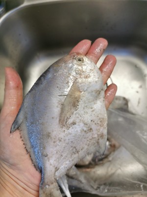 The practice measure of steamed lens fish 1
