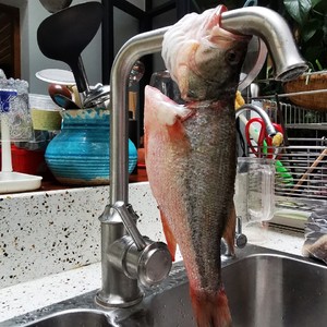 The practice measure of fish of arenaceous boiler mint 1