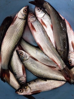 The practice measure of fish of delicious small impurities 1