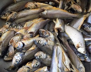 The practice measure of can of sweet crisp yellow croaker 1