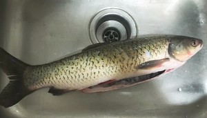 The practice measure of the fish of authentic Sichuan water that boil 1