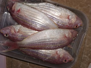 The practice measure of fish of Chinese larch of crude fry in shallow oil 1