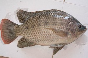 The practice measure of fish of braise in soy sauce 1