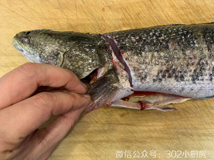 Fish of domestic edition pickled Chinese cabbage (snakeheaded fish) <302 small kitchen > practice measure 2