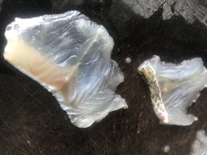 The practice measure of the healthy water fish that boil 6