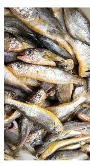 The practice measure of can of sweet crisp yellow croaker 2