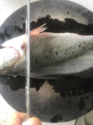 2を沸騰させる健康な水魚の練習尺度