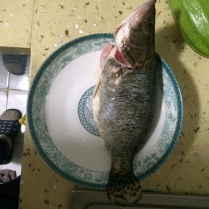 練習対策を補完するダーリン 魚を食べる泥の1 