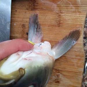 The practice measure of sciuroid fish 2