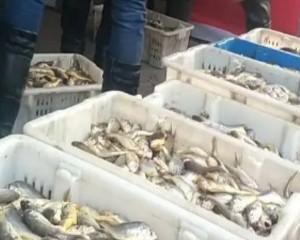 The practice measure of can of sweet crisp yellow croaker 1