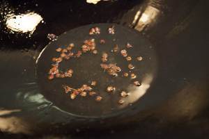 The practice measure of fish of pickled Chinese cabbage 8