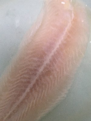 The practice measure of circle of fresh and tender fish 1