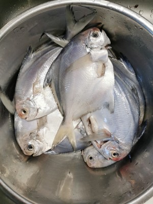The practice measure of steamed lens fish 2