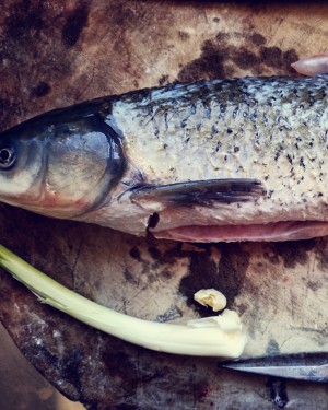 The practice measure of fish of super and delicious beer 1