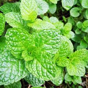 The practice measure of fish of arenaceous boiler mint 2