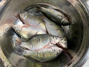 Should be to comparative fish bone of head of filling calcium fishbone together OK chew " fish of carapace of scamper small crucian carp " practice measure 1
