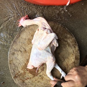 The chicken broth that stew from catch initial practice move 10