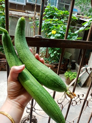 Qing Dynasty is sweet the practice measure of slippery soup of towel gourd shrimp 1