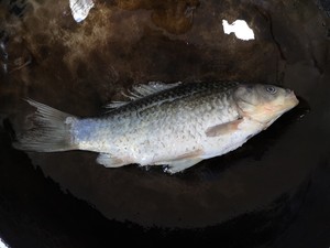 The soup of fish of red jujube crucian carp of sweet thick cream color (add a few focal points that make soup of fish of full-bodied grandma white crucian carp) practice measure 4