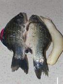 The practice measure of soup of fish of turnip silk crucian carp 1