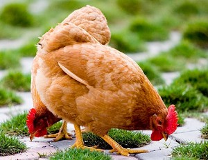 The practice measure of chicken of peppery pig abdomen 4