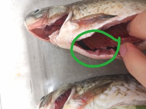 The practice measure of soup of crucian carp fish 1