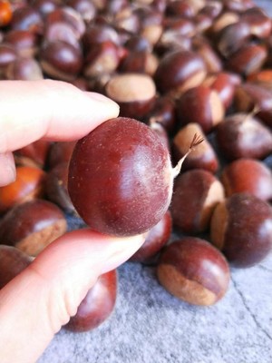 High-pressured boiler edition [candy fries Chinese chestnut] practice measure 1