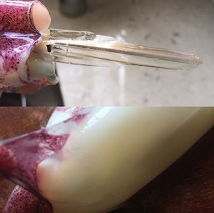 The squid that has intention most - squid of wine of rice of polished glutinous rice is delicious want suck to finger! practice measure 2