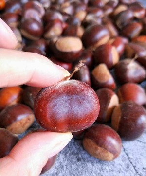 High-pressured boiler edition [candy fries Chinese chestnut] practice measure 2