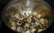 卵の練習対策 of tiger skin quail 1 