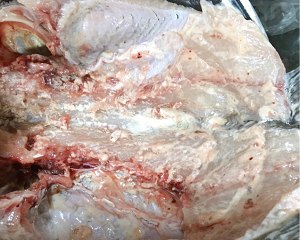 家族の日常生活はシンプルで簡単なエディションの魚のグリル（パン版） 練習対策1 