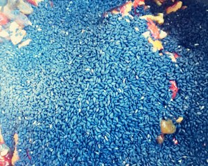 黒ゴマ4の栄養の泣き声のケーキへの実践的な対策