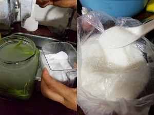 自己抑制されたアサリビティの豆の角（歴史が上がる 簡単な3日間で終了しました）練習対策5 
